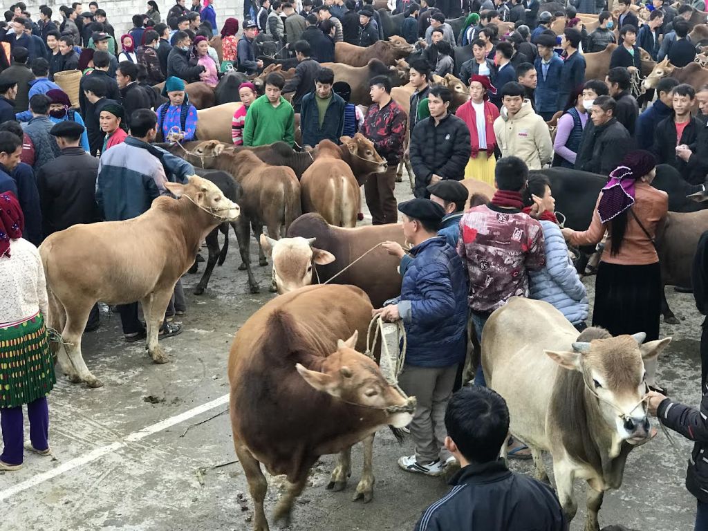 Khám Phá Chợ Phiên Mèo Vạc 29 Meo Vac Cattle Market