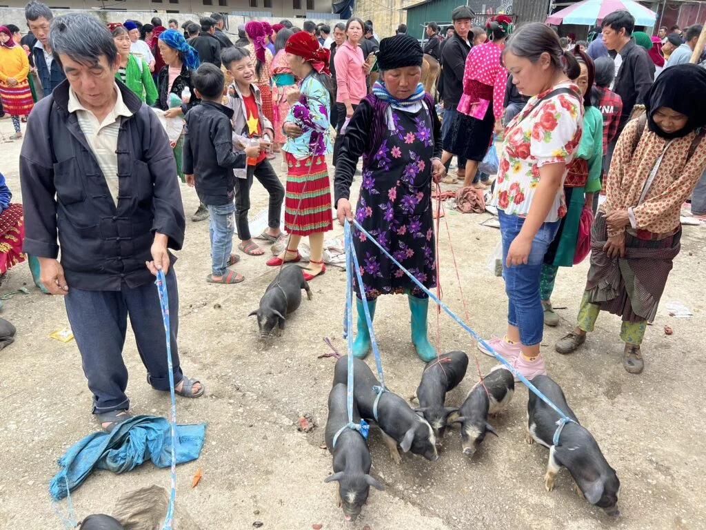 dong van cattle market