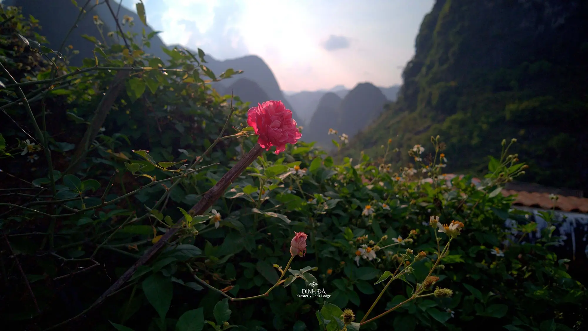 Heritage roses on Ma Pi Leng Pass, beneath the Youth Volunteer Monument